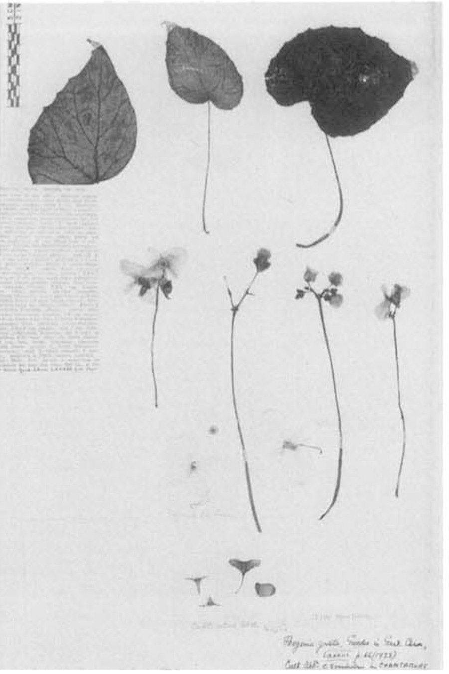 B. grata